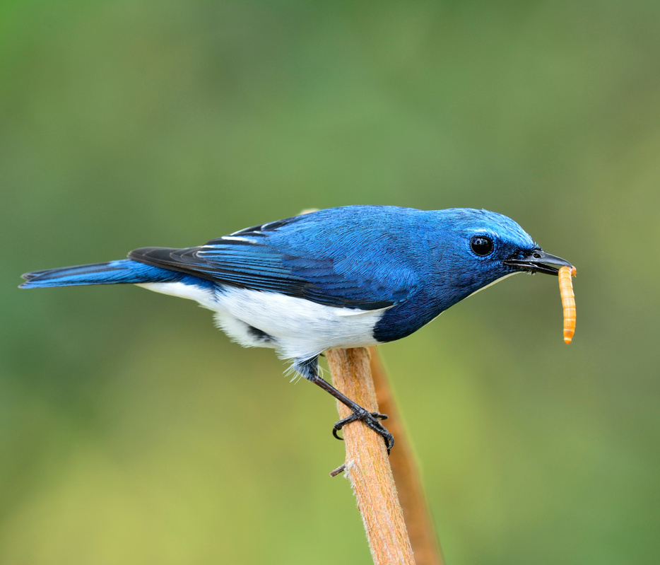 Beautiful Ultramarine Flycatcher carrying worm bait with nice de